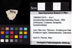 Foto (Objket + Etiketten) von Goniodromites bidentatus (Reuss, 1859) 